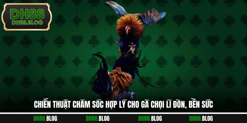 Chiến Thuật Chăm Sóc Hợp Lý Cho Gà Chọi Lì Đòn, Bền Sức