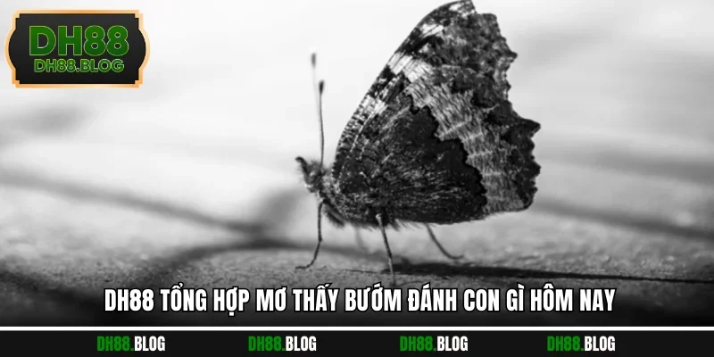 DH88 tổng hợp mơ thấy bướm đánh con gì hôm nay
