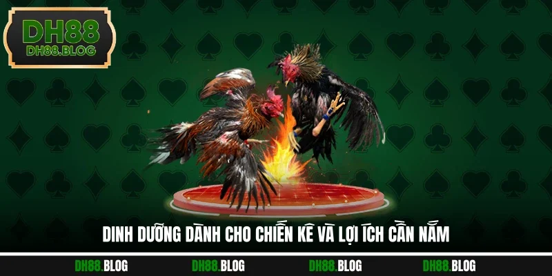 Dinh dưỡng dành cho chiến kê và lợi ích cần nắm