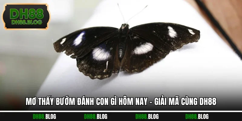 Mơ Thấy Bướm Đánh Con Gì Hôm Nay - Giải Mã Cùng DH88