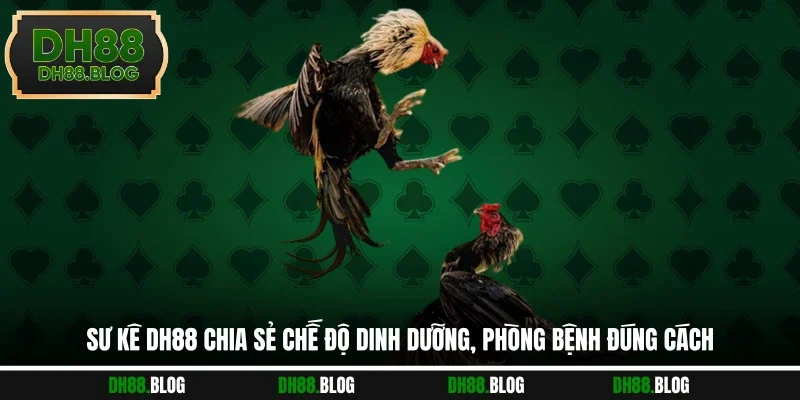 Sư kê DH88 chia sẻ chế độ dinh dưỡng, phòng bệnh đúng cách